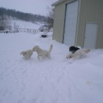goldendoodles in snow