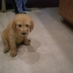 Goldendoodle Puppies for Sale & Adoption in PA