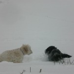 One white and one black goldendoodle dogs playing in the snow