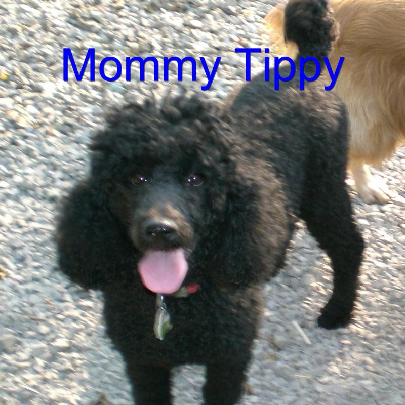 Black curly hair poodle