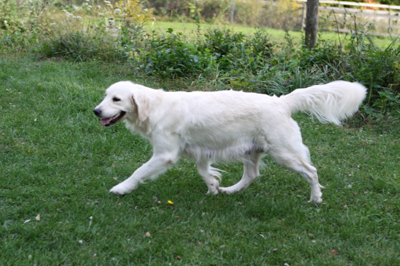 Retired white Golden Retriever with long hair