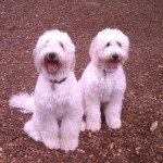 Female Goldendoodles for Sale in PA