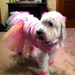 White goldendoodle wearing pink and orange tutu with pink flowers