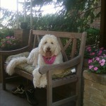 goldendoodle