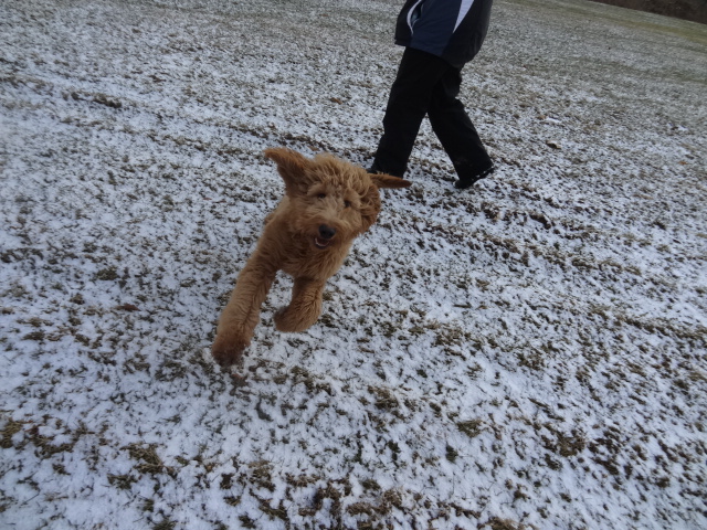 goldendoodles playing in snow