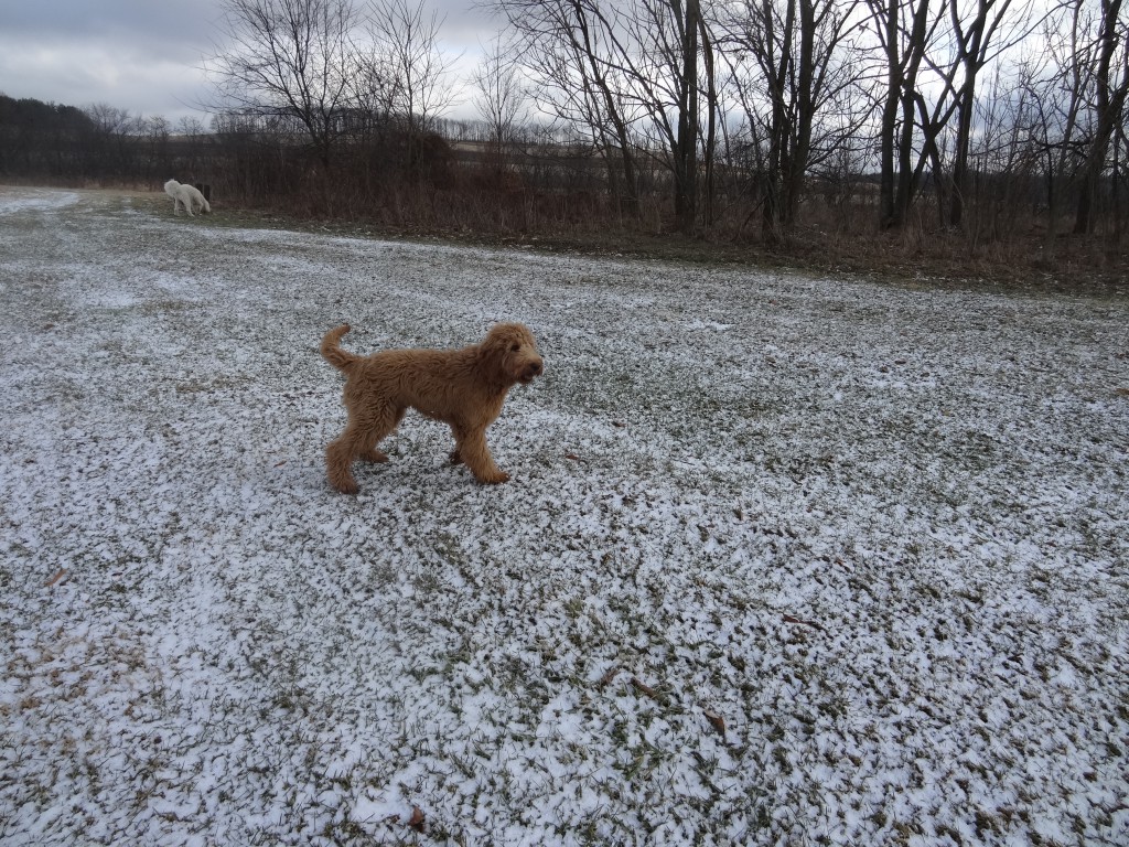 goldendoodles playing in snow