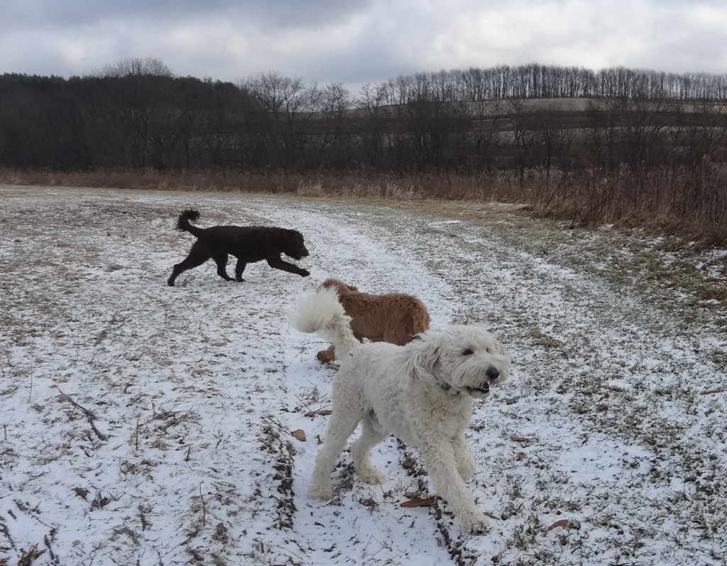 goldendoodles playing in snow