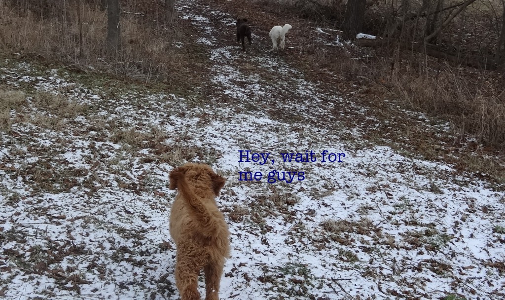 goldendoodles playing in snow