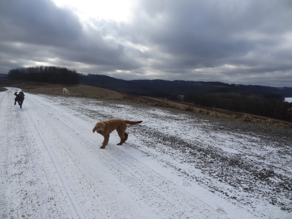 goldendoodles running down road