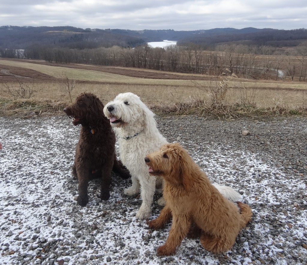 goldendoodles running down road