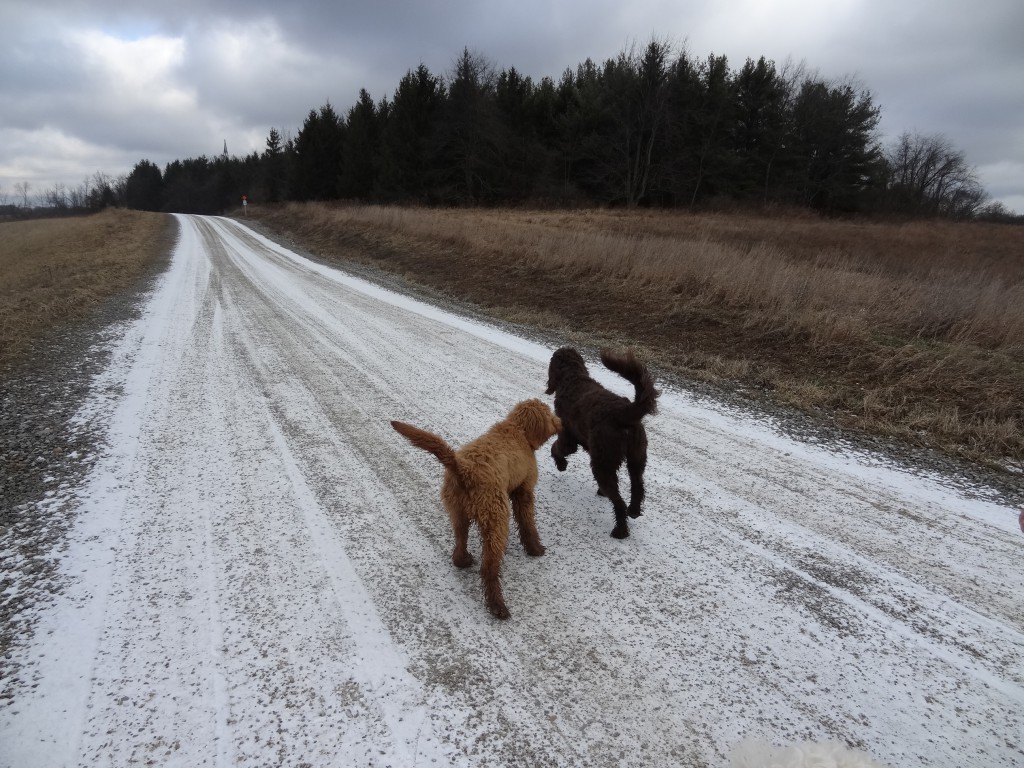 goldendoodles running down road