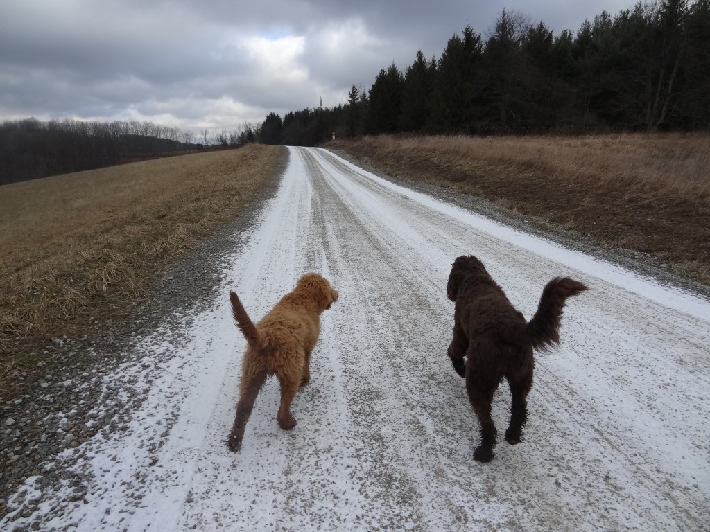 goldendoodles running down road