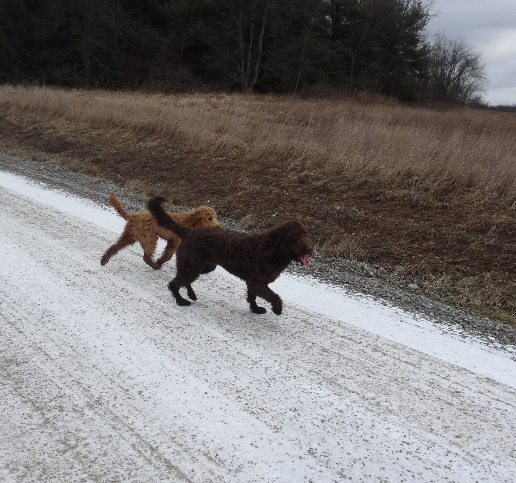 goldendoodles playing