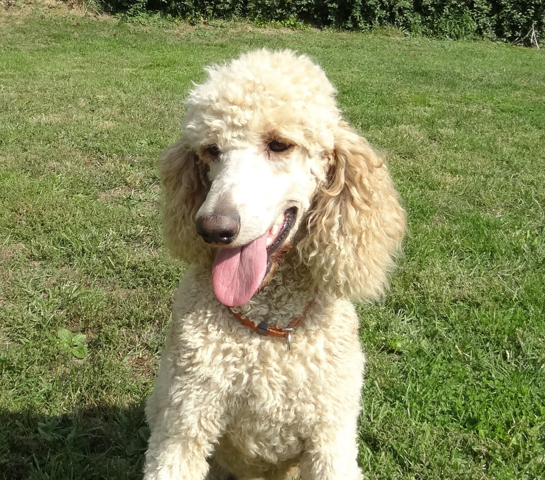 Yankee Doodles and Poodles Â» Blog Archive Â» Yankeedoodle Laya