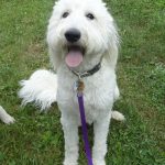 Sprout white male Goldendoodle