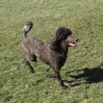 Black female poodle Coco