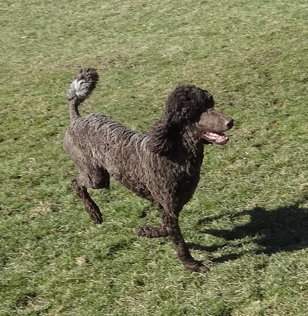 Black female poodle Coco