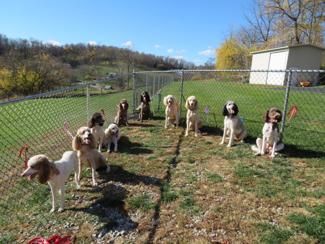 Picture of the male and female dogs at Yankee Doodle