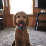 BixB dark male Goldendoodle