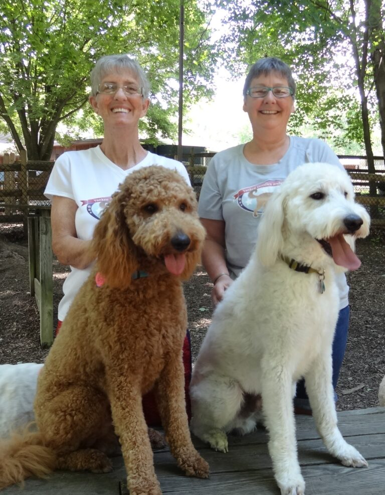 Goldendoodle Puppies & Standard Poodle Breeder in PA Yankee Doodles