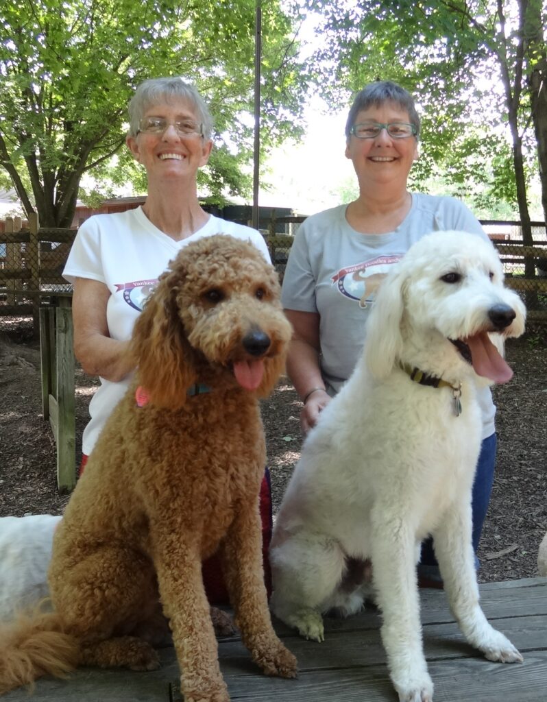 Yankee Doodle's owners standing with a white and red doodle dogs						
