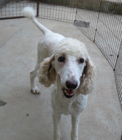 White female poodle Vida