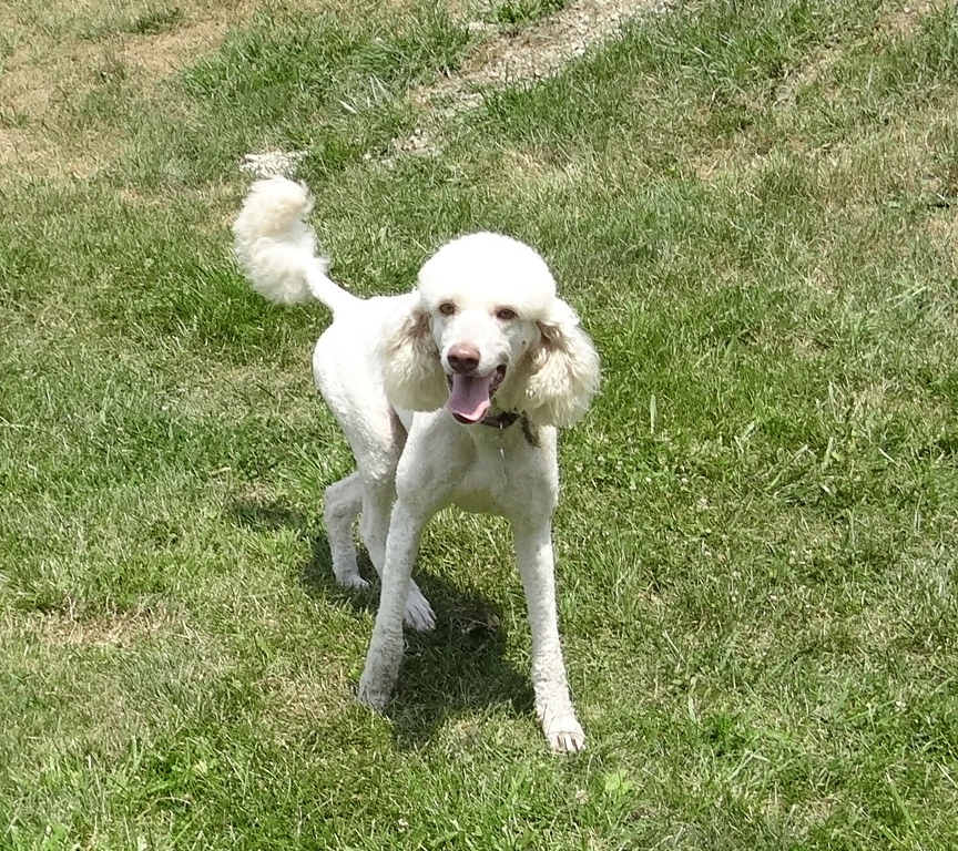 White standard female poodle