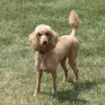 Red standard female poodle